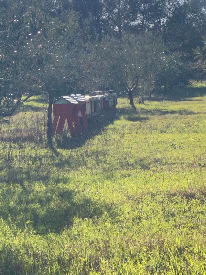 Agriturismo Le Biricoccole 瓦达 外观 照片